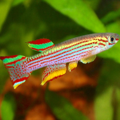 Aphyosemion striatum L